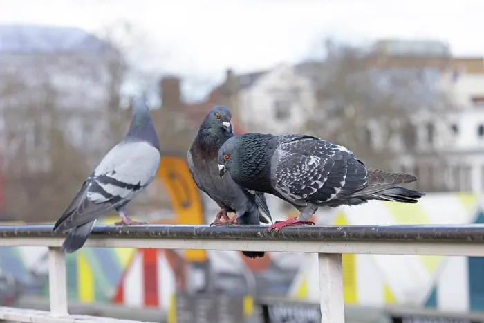 Framed Print : Feral pigeons (Columba livia) perched on a metal railing, courtship display, Norfolk, England, UK. March