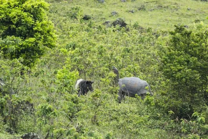 Framed Print : Feral pigs (Sus scrofa) foraging, Cerro Azul, Isabela Island, Galapagos Framed Print : Feral pigs (Sus scrofa) foraging, Cerro Azul, Isabela Island, Galapagos