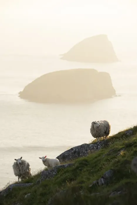Framed Print : Feral sheep with Galtachan islands behind, Shiant Isles, Outer Hebrides, Scotland, UK Framed Print : Feral sheep with Galtachan islands behind, Shiant Isles, Outer Hebrides, Scotland, UK