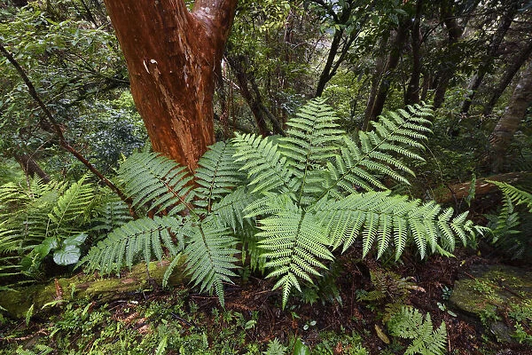 Fern forest in the Yushan National Park, Taiwan