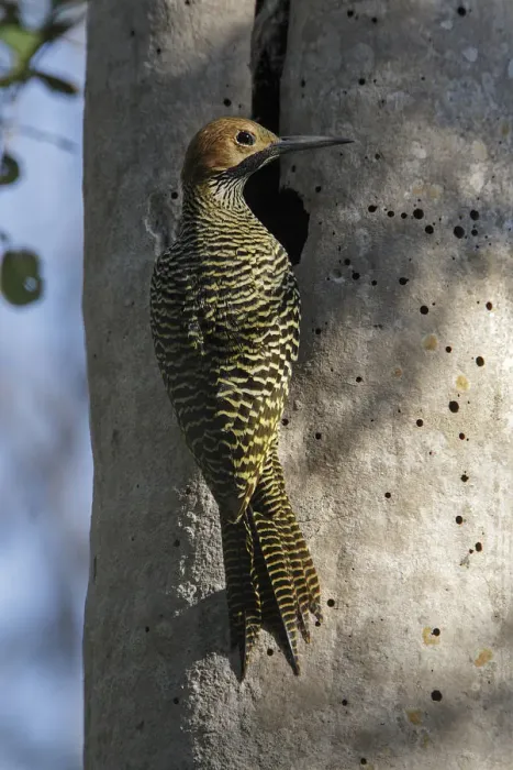 Framed Print : Fernandinas flicker (Colaptes fernandinae) at hole in tree, Cuba. Vulnerable species Framed Print : Fernandinas flicker (Colaptes fernandinae) at hole in tree, Cuba. Vulnerable species
