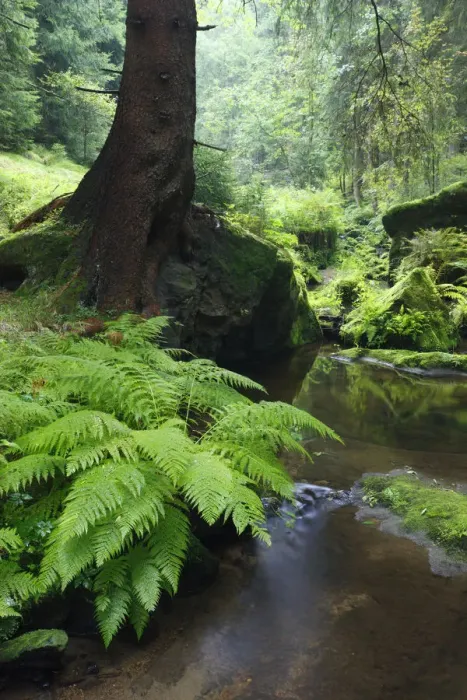 Framed Print : Ferns growing on the Krinice River bank, Kyov, Ceske Svycarsko / Bohemian Switzerland National Park Framed Print : Ferns growing on the Krinice River bank, Kyov, Ceske Svycarsko / Bohemian Switzerland National Park