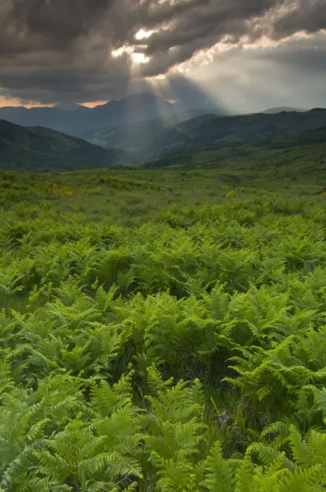 Framed Print : Ferns in a valley, Pollino National Park, Basilicata, Italy, May 2009 Framed Print : Ferns in a valley, Pollino National Park, Basilicata, Italy, May 2009