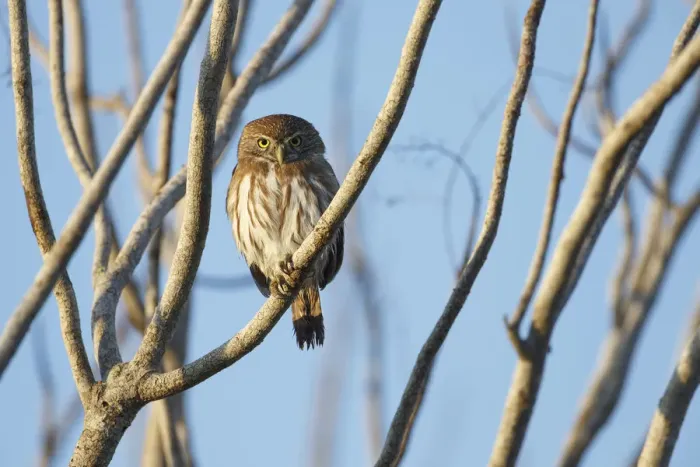 Framed Print : Ferruginous Pygmy-Owl (Glaucidium brasilianum). Yucatan. Mexico. February Framed Print : Ferruginous Pygmy-Owl (Glaucidium brasilianum). Yucatan. Mexico. February