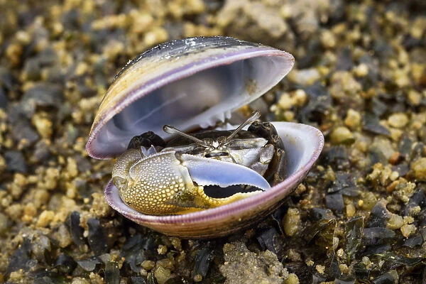 Fiddler crab (Uca) male, hiding in an old shell at Ha Pak Nai mudflat, Yuen Long District