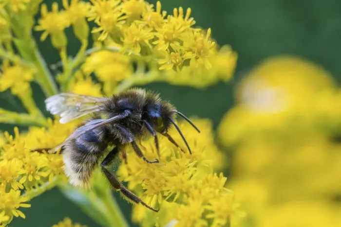 Framed Print : Field cuckoo bumblebee (Bombus campestris) feeding on Goldenrod (Solidago). Monmouthshire Framed Print : Field cuckoo bumblebee (Bombus campestris) feeding on Goldenrod (Solidago). Monmouthshire