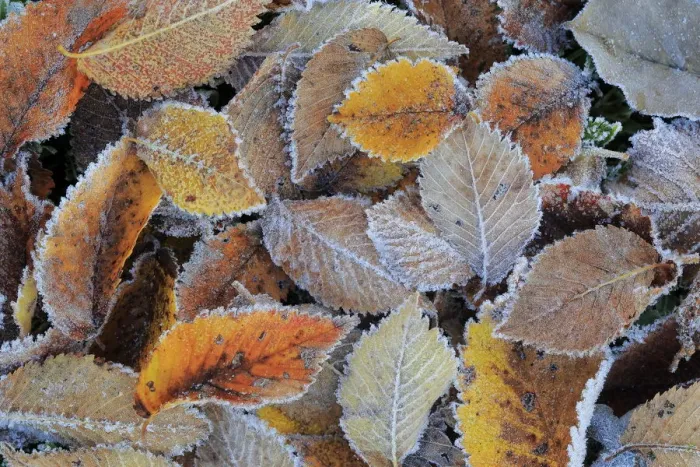 Framed Print : Field elm (Ulmus minor) leaf litter covered in frost in winter, Sierra de Grazalema Natural Park Framed Print : Field elm (Ulmus minor) leaf litter covered in frost in winter, Sierra de Grazalema Natural Park