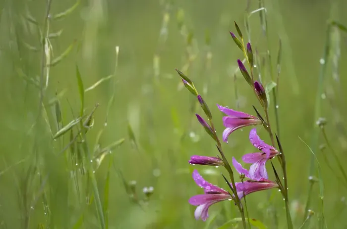 Framed Print : Field gladiolus (Gladiolus italicus) in flower after rain, Limassol, Cyprus, April 2009