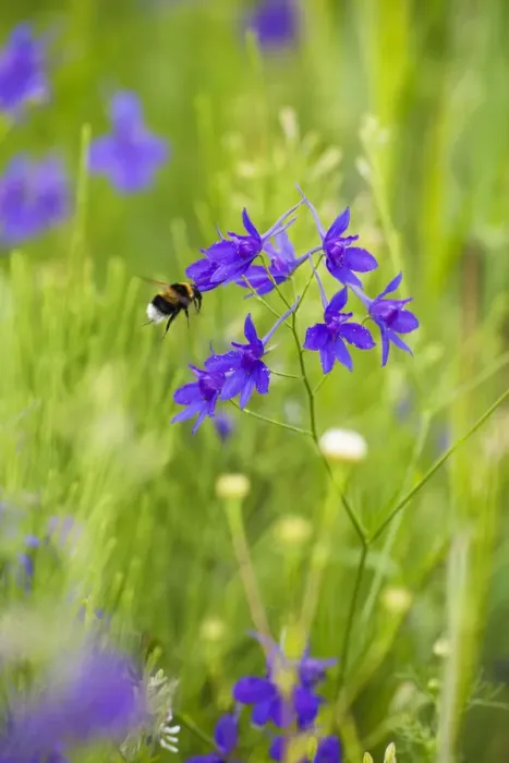 Framed Print : Field larkspur (Consolida regalis / Delphinium consolida) with Bumble bee flying by flower Framed Print : Field larkspur (Consolida regalis / Delphinium consolida) with Bumble bee flying by flower