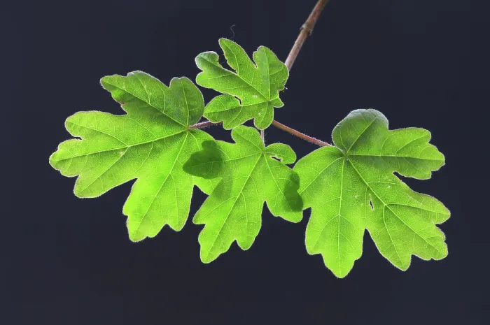 Framed Print : Field maple (Acer campestre) leaves in spring, Dorset, England, UK. April. Studio shot Framed Print : Field maple (Acer campestre) leaves in spring, Dorset, England, UK. April. Studio shot