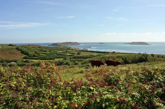 Framed Print : Field margin of bramble with ripening Blackberries (Rubus fruticosus agg.) and Bracken (Pteridium aquilinum), looking towards St Martin's Vineyard, St Martin's, Isles of Scilly Framed Print : Field margin of bramble with ripening Blackberries (Rubus fruticosus agg.) and Bracken (Pteridium aquilinum), looking towards St Martin's Vineyard, St Martin's, Isles of Scilly