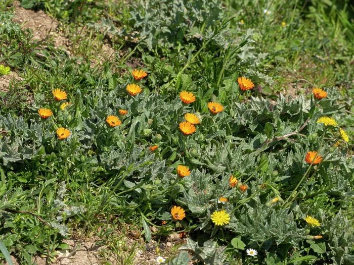 Framed Print : Field marigold (Calendula arvensis) in flower, Manfredonia, Gargano, Puglia, Italy. April Framed Print : Field marigold (Calendula arvensis) in flower, Manfredonia, Gargano, Puglia, Italy. April