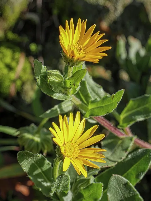 Framed Print : Field marigold (Calendula arvensis) in flower, Podere Montecucco, Orvieto, Umbria, Italy. January Framed Print : Field marigold (Calendula arvensis) in flower, Podere Montecucco, Orvieto, Umbria, Italy. January