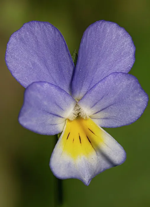 Framed Print : Field pansy (Viola arvensis) flower, nr. Vitozza, Tuscany, Italy. February Framed Print : Field pansy (Viola arvensis) flower, nr. Vitozza, Tuscany, Italy. February