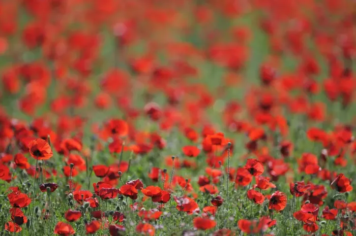 Framed Print : A field of Poppies, Lesser Lake Prespa, Lake Prespa National Park, Albania, June 2009 Framed Print : A field of Poppies, Lesser Lake Prespa, Lake Prespa National Park, Albania, June 2009