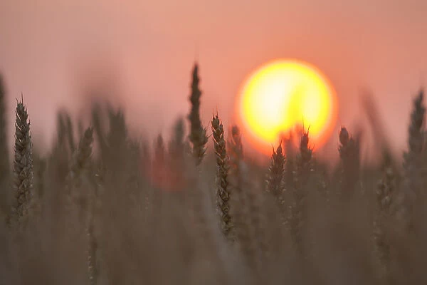 Field with ripe wheat ears, Nomandy, France. July