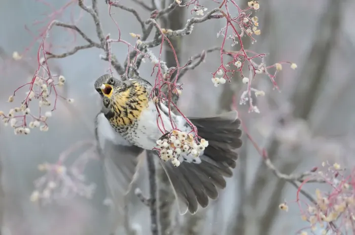 Framed Print : Fieldfare (Turdus pilaris) feeding on Rowan berries (Sorbus hupehensis) in winter Framed Print : Fieldfare (Turdus pilaris) feeding on Rowan berries (Sorbus hupehensis) in winter