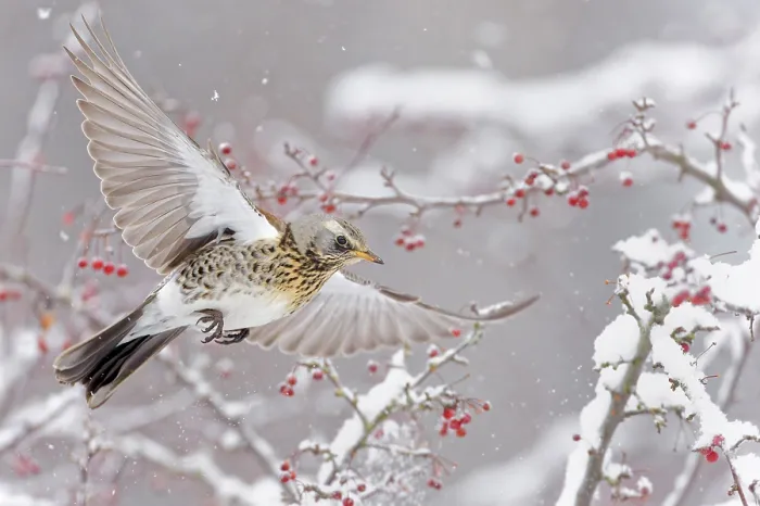 Framed Print : Fieldfare (Turdus pilaris) in flight over snow-covered branches with red berries, Helsinki, Finland. November Framed Print : Fieldfare (Turdus pilaris) in flight over snow-covered branches with red berries, Helsinki, Finland. November