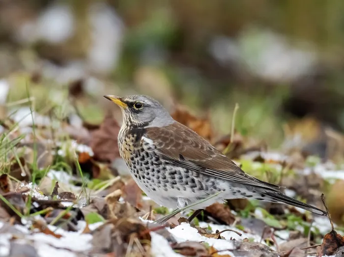 Framed Print : Fieldfare (Turdus pilaris) in a garden in during cold winter weather, Ambleside, Lake District, Cumbria, UK. December Framed Print : Fieldfare (Turdus pilaris) in a garden in during cold winter weather, Ambleside, Lake District, Cumbria, UK. December