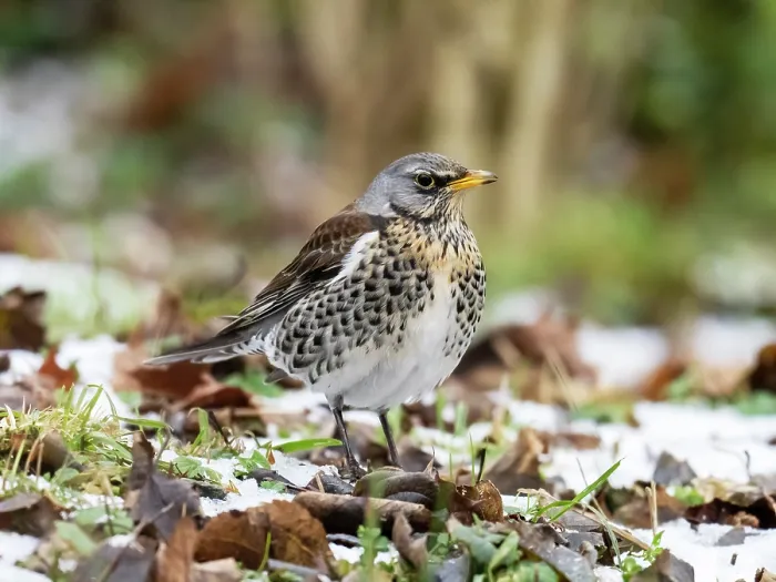 Framed Print : Fieldfare (Turdus pilaris) in a garden in during cold winter weather, Ambleside, Lake District, Cumbria, UK. December Framed Print : Fieldfare (Turdus pilaris) in a garden in during cold winter weather, Ambleside, Lake District, Cumbria, UK. December