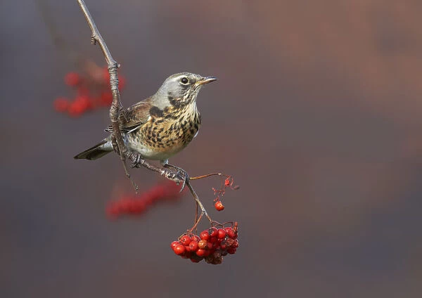 Fieldfare (Turdus pilaris) perched on branch of a Rowan tree (Sorbus aucuparia), with berries