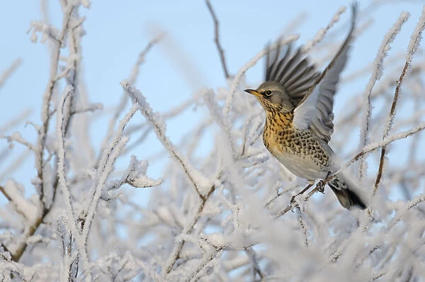 Fieldfare (Turdus pilaris) perched in a frosted winter hedgerow flapping wings, Cambridgeshire