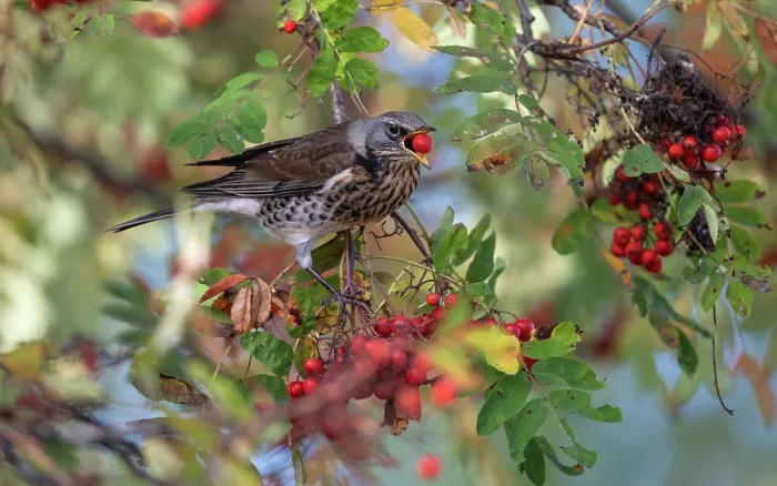 Framed Print : Fieldfare (Turdus pilaris) perched in Rowan (Sorbus sp.) tree, feeding on berries, Finland. October Framed Print : Fieldfare (Turdus pilaris) perched in Rowan (Sorbus sp.) tree, feeding on berries, Finland. October