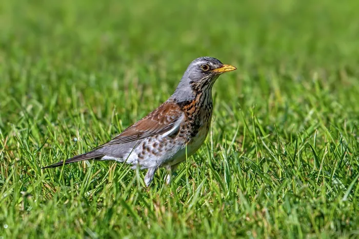 Framed Print : Fieldfare (Turdus pilaris) portrait, Luxembourg. May Framed Print : Fieldfare (Turdus pilaris) portrait, Luxembourg. May