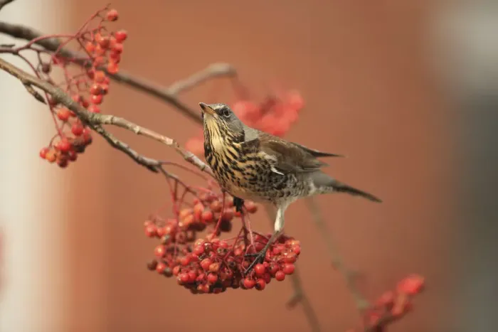 Framed Print : Fieldfare (Turdus pilaris) on rowan tree with berries, Suffolk, England, UK, January Framed Print : Fieldfare (Turdus pilaris) on rowan tree with berries, Suffolk, England, UK, January