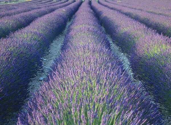Fields of Lavander flowers ready for harvest, Sault, Provence, France, June 2004