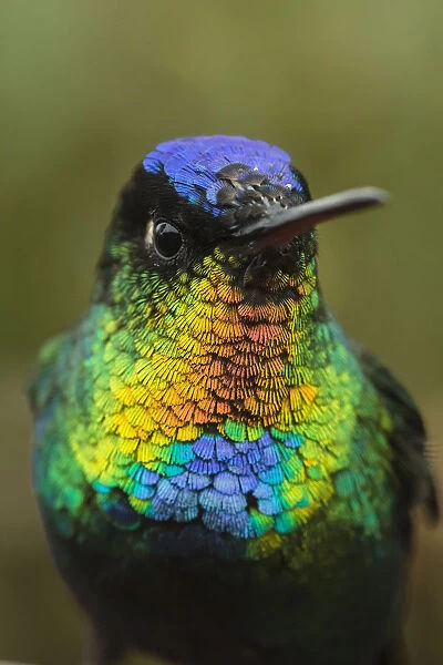 Fiery throated hummingbird (Panterpe insignis) an endemic bird species. Talamanca Range