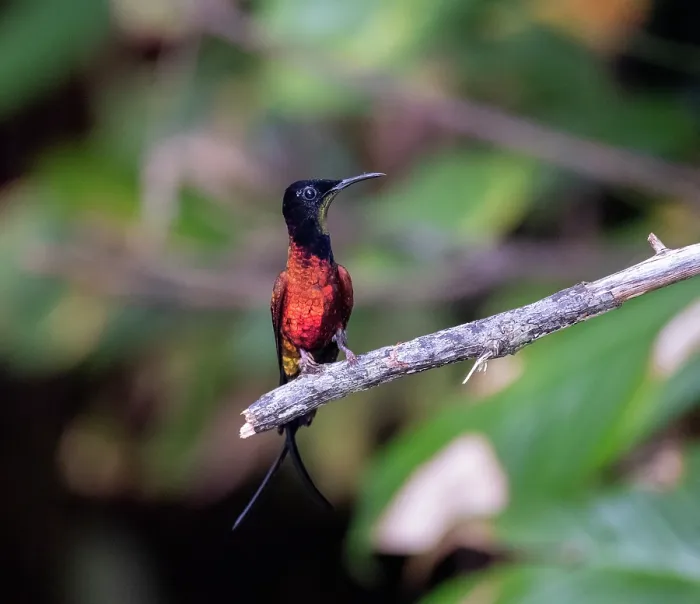 Framed Print : Fiery topaz hummingbird (Topaza pyra) perched on branch, Mitu, Colombia Framed Print : Fiery topaz hummingbird (Topaza pyra) perched on branch, Mitu, Colombia
