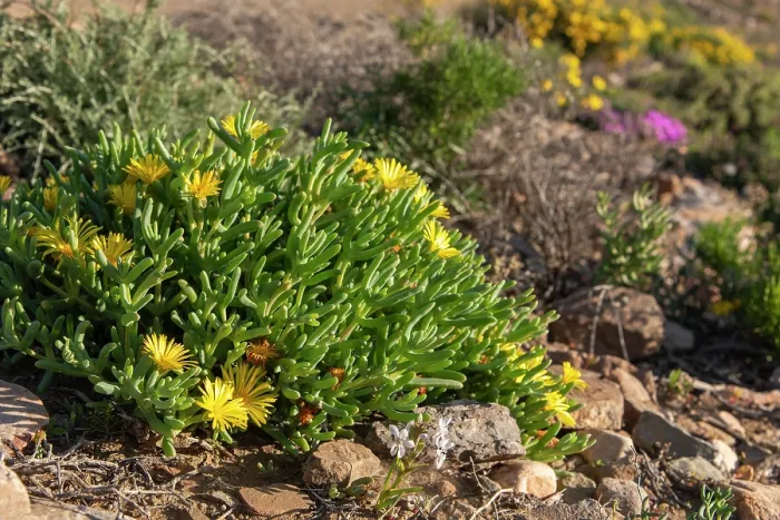 Framed Print : Fig marigold (Malephora sp.) flowering in desert, Central Karoo, Cape Province, South Africa. August Framed Print : Fig marigold (Malephora sp.) flowering in desert, Central Karoo, Cape Province, South Africa. August