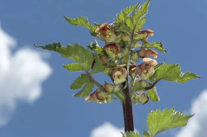 Framed Print : Figwort (Scrophularia grandiflora) against sky Framed Print : Figwort (Scrophularia grandiflora) against sky