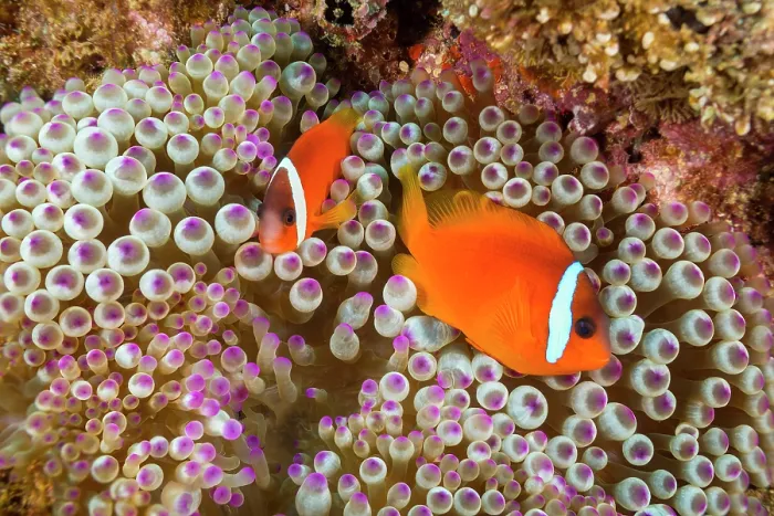 Framed Print : Two Fiji clownfish (Amphiprion barberi) swimming around sea anemone, Fiji, Pacific Ocean Framed Print : Two Fiji clownfish (Amphiprion barberi) swimming around sea anemone, Fiji, Pacific Ocean