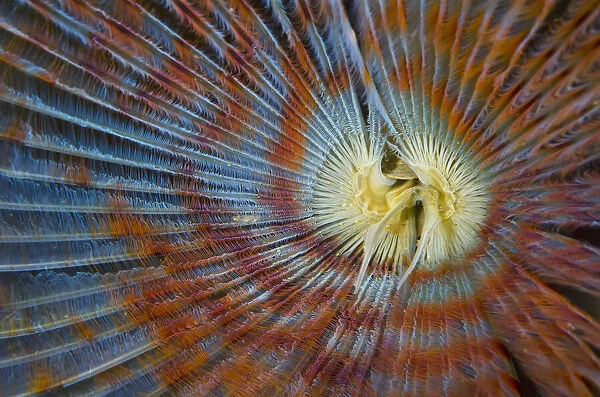 Detail of the filter feeding apendange of Peacock worm (Sabella pavonina) Loch Carron