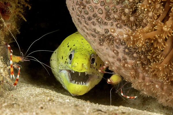 Fimbriated moray  /  Darkspotted moray (Gymnothorax fimbriatus) peering out from crevice with two Banded coral shrimp (Stenopus hispidus) close by, Philippines, Pacific Ocean