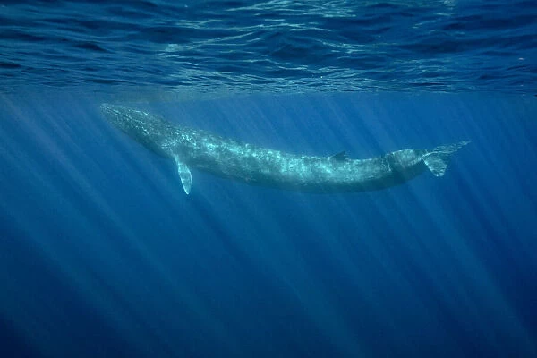 Fin whale (Balaenoptera physalus) Pelagos Sanctuary for Mediterranean Marine Mammals