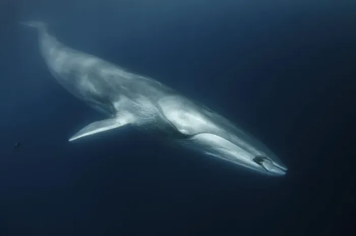 Framed Print : Fin whale (Balaenoptera physalus) with ctenophore in front of its mouth, south Barcelona coast Framed Print : Fin whale (Balaenoptera physalus) with ctenophore in front of its mouth, south Barcelona coast