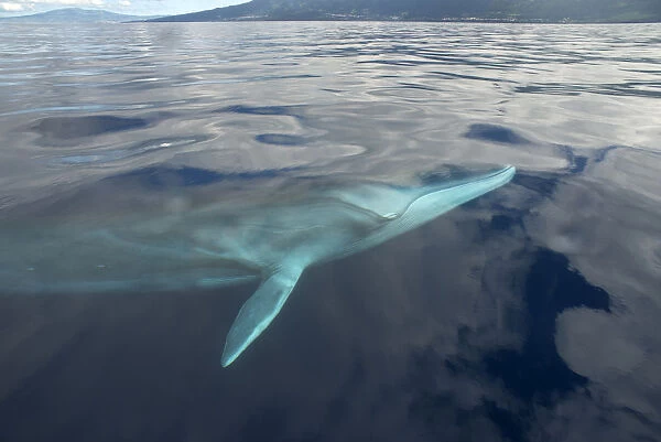 Fin whale (Balaenoptera physalus) near surface, Pico Island in background, Azores, Portugal