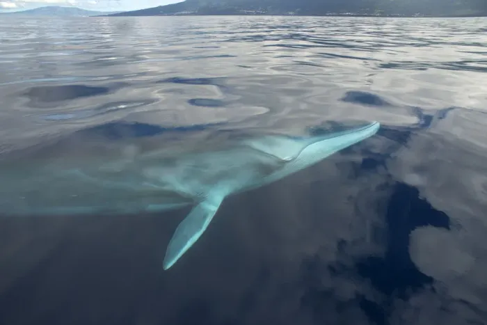 Framed Print : Fin whale (Balaenoptera physalus) near surface, Pico Island in background, Azores, Portugal Framed Print : Fin whale (Balaenoptera physalus) near surface, Pico Island in background, Azores, Portugal