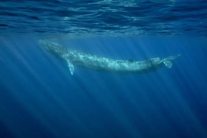 Framed Print : Fin whale (Balaenoptera physalus) Pelagos Sanctuary for Mediterranean Marine Mammals Framed Print : Fin whale (Balaenoptera physalus) Pelagos Sanctuary for Mediterranean Marine Mammals