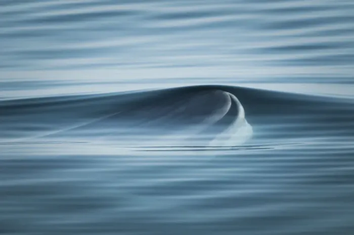 Framed Print : Fin whale (Balaenoptera physalus) surfacing, Bay of Fundy, New Brunswick, Canada, August Framed Print : Fin whale (Balaenoptera physalus) surfacing, Bay of Fundy, New Brunswick, Canada, August