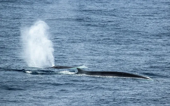 Framed Print : Two Fin whales (Balaenoptera physalus) surfacing, Southern Ocean, south off New Zealand on route to Antarctica Framed Print : Two Fin whales (Balaenoptera physalus) surfacing, Southern Ocean, south off New Zealand on route to Antarctica