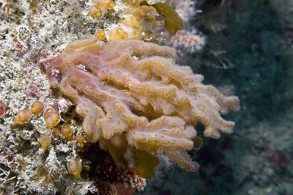 Finger Bryozoan  /  Sea Mat (Alcyonidium diaphanum). Channel Islands, UK, June