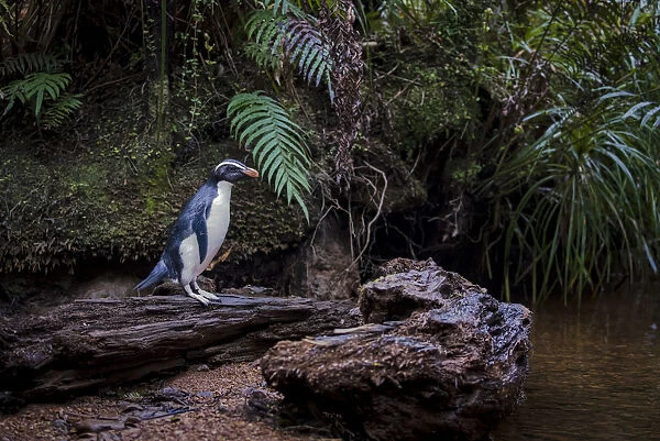 Fiordland penguin (Eudyptes pachyrhynchus) heads back up stream to its nest in the
