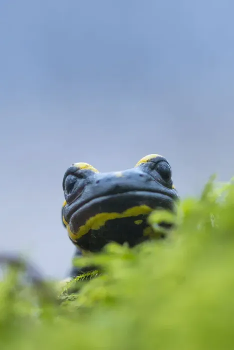 Framed Print : Fire salamander (Salamandra salamandra) close up portrait, Hallerbos, Belgium. November Framed Print : Fire salamander (Salamandra salamandra) close up portrait, Hallerbos, Belgium. November