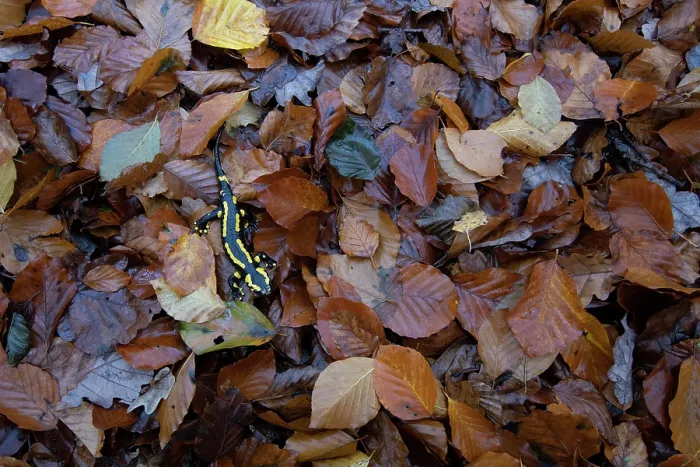 Framed Print : Fire salamander (Salamandra salamandra) among dried leaves, Hallerbos, Belgium. November Framed Print : Fire salamander (Salamandra salamandra) among dried leaves, Hallerbos, Belgium. November