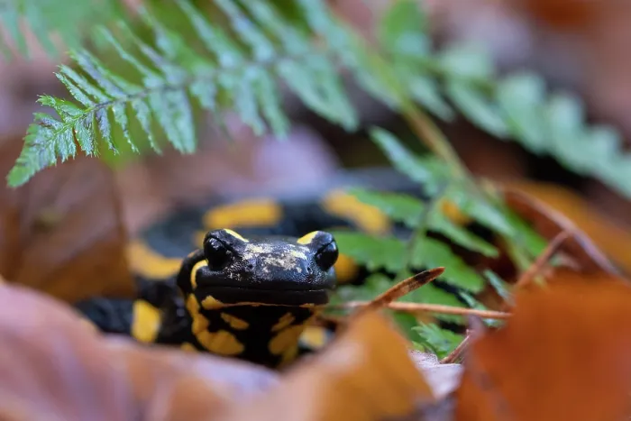 Framed Print : Fire salamander (Salamandra salamandra) among dried leaves, portrait, Hallerbos, Belgium. November Framed Print : Fire salamander (Salamandra salamandra) among dried leaves, portrait, Hallerbos, Belgium. November