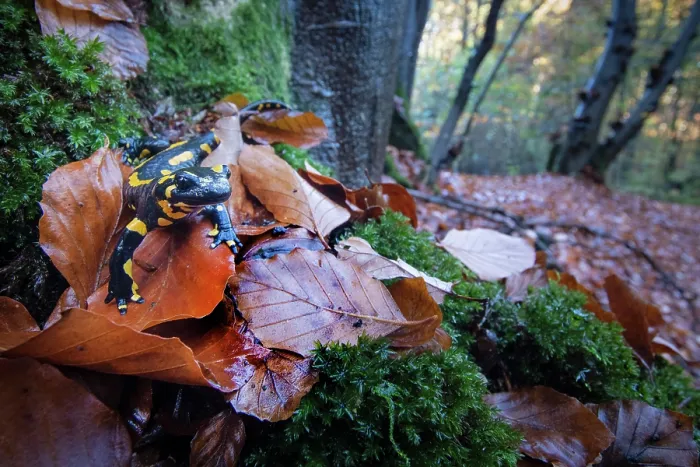 Framed Print : Fire salamander (Salamandra salamandra) among dried leaves in woodland, Hallerbos, Belgium. November Framed Print : Fire salamander (Salamandra salamandra) among dried leaves in woodland, Hallerbos, Belgium. November